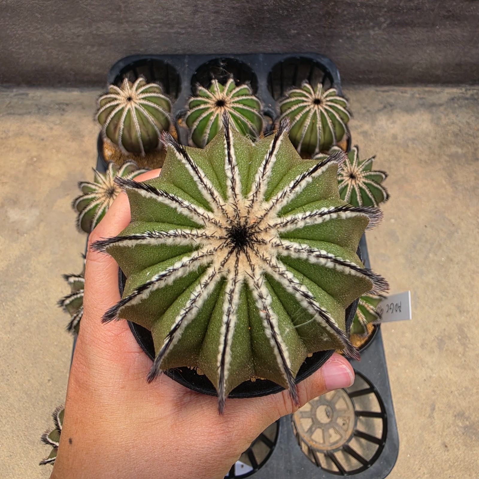 DE13: Uebelmannia pectinifera (L)