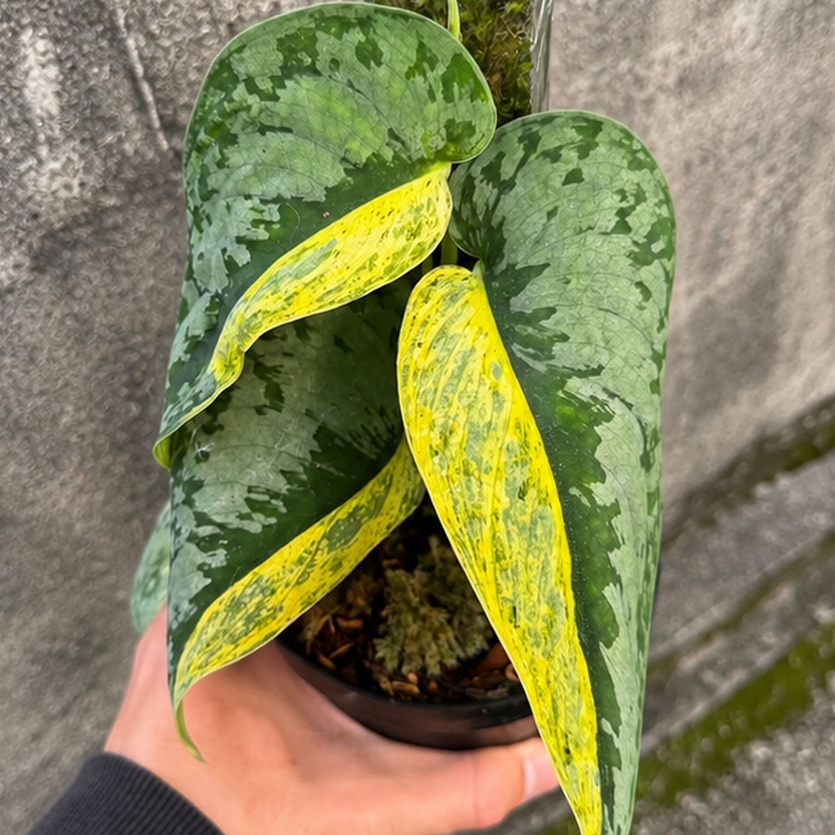 Scindapsus Supermoon Tilung Rare Variegated Plant | Exotic Scindapsus Aroid