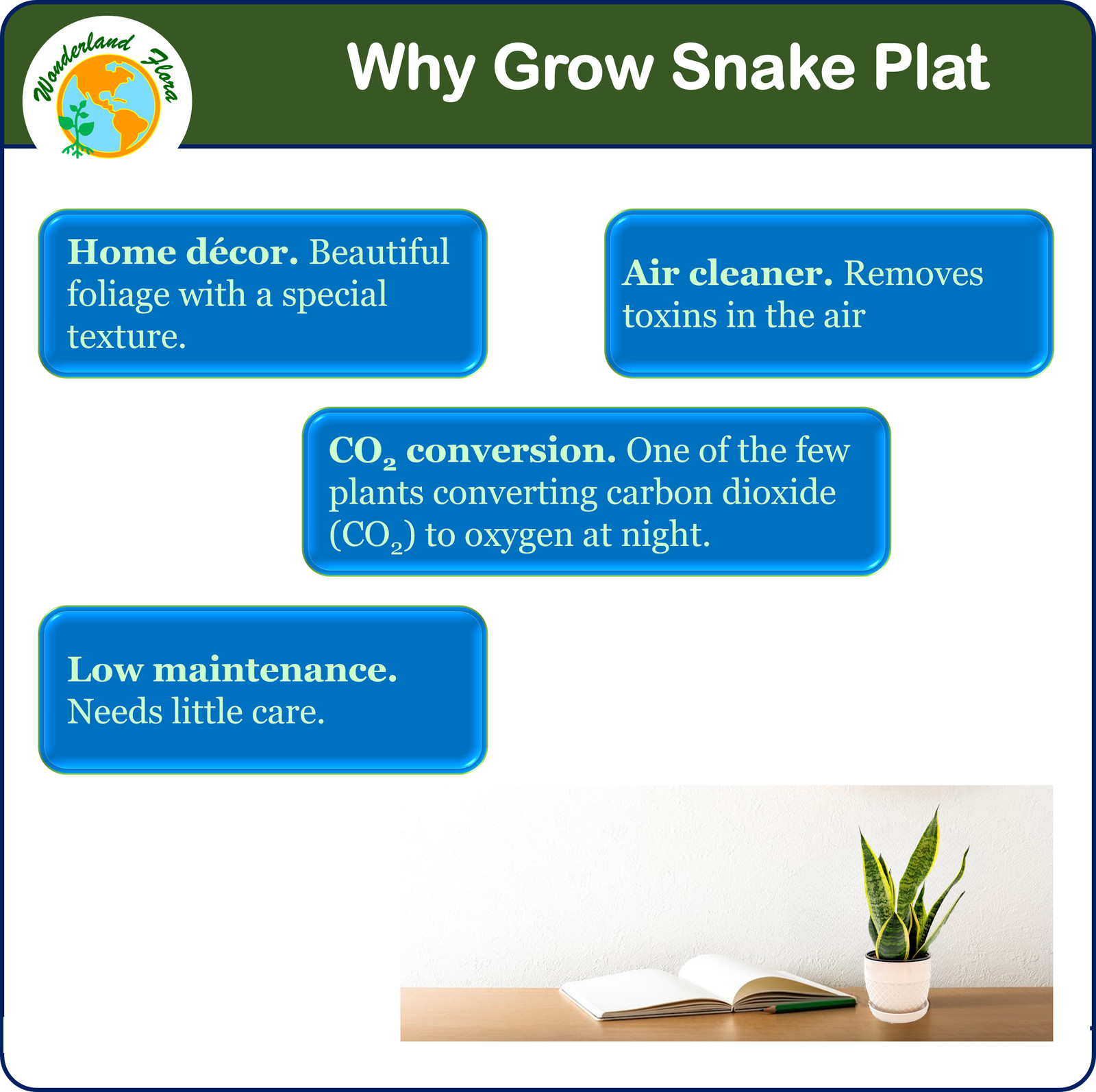 Snake Plant, Variety of Laurentii, Air Purifier, Low Maintenance, 4″ Décor Pot