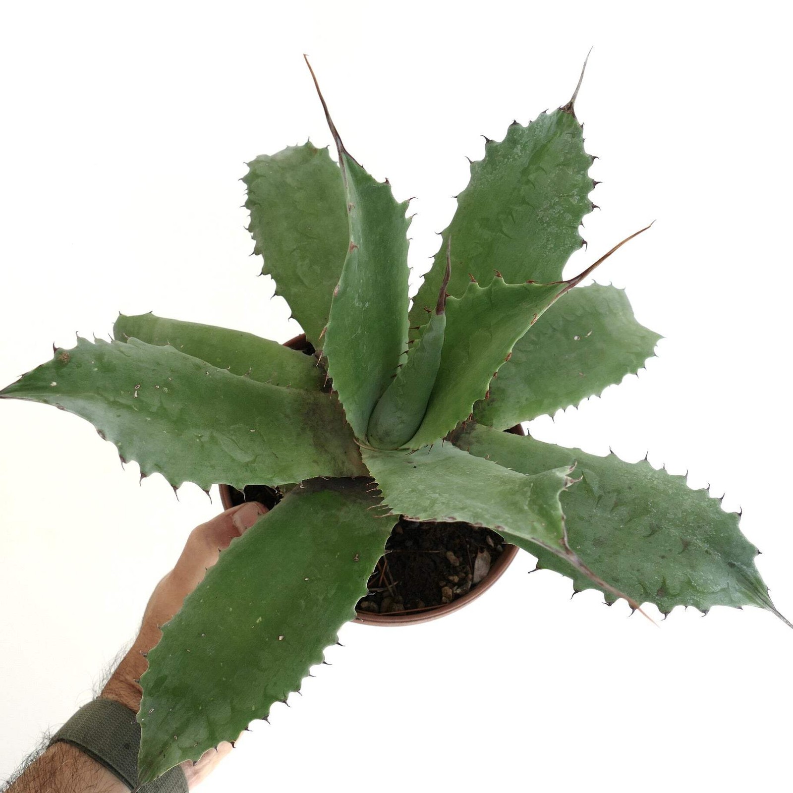 Agave marmorata x americana