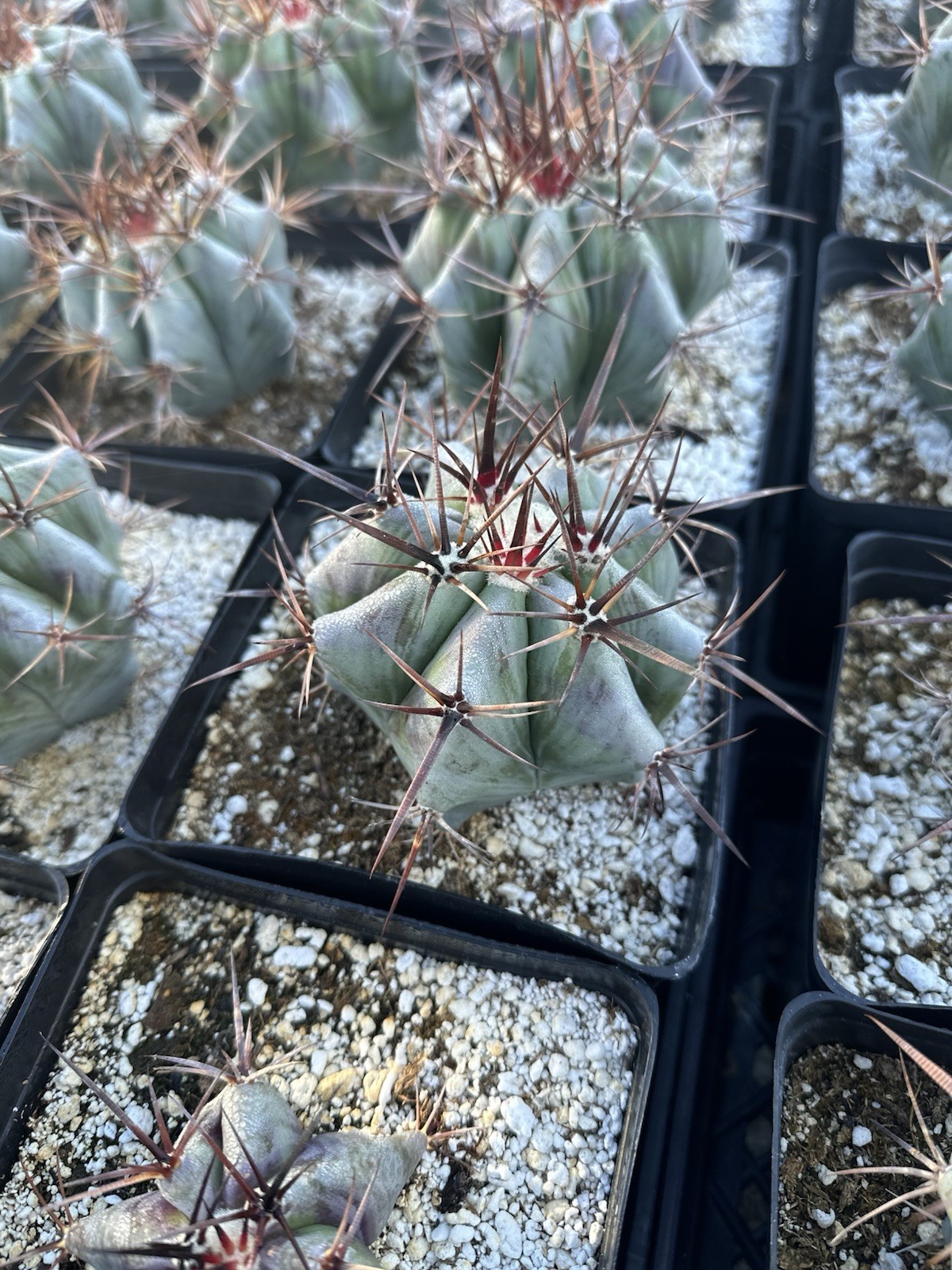 Echinocactus ingens var. grandis 6”