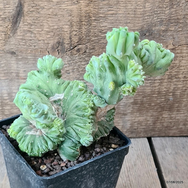 D5755 MYRTILLOCACTUS GEOMETRIZANS CRESTED pot10-H15-W16 cm MaMa Cactus