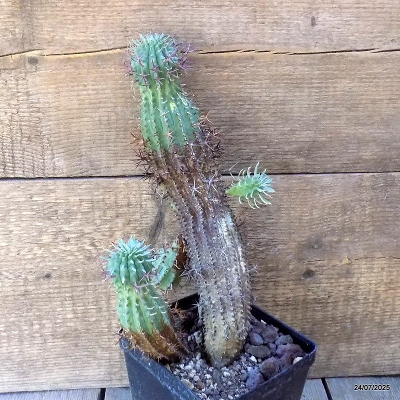 D5486 EUPHORBIA STELLISPINA pot12-H30-W15 cm MaMa Cactus