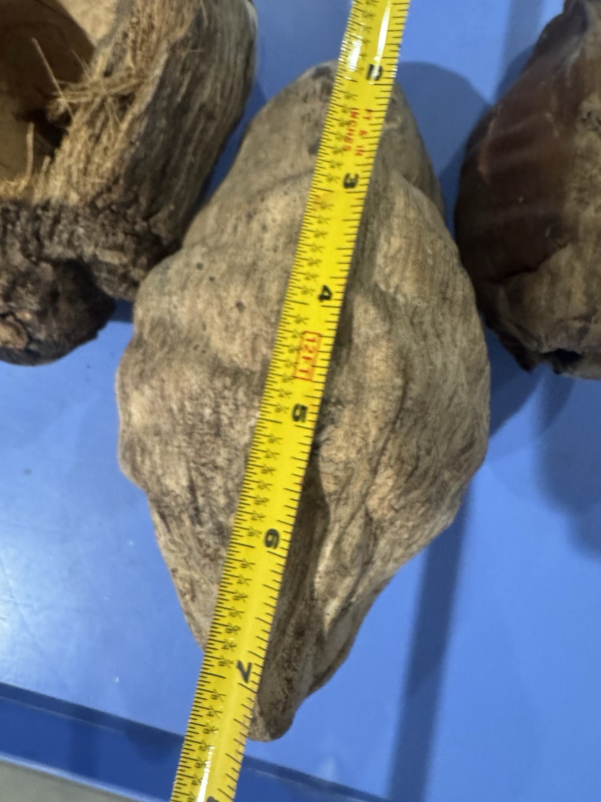 Lot Of 3 Large Coconut Jamaica Beach Whole Husk & Shell 7-9” organic texture