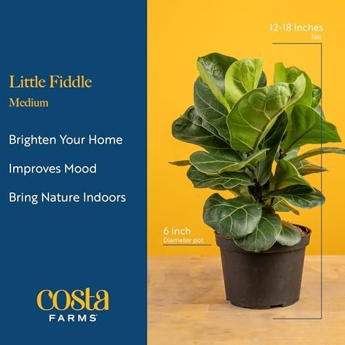 Little Fiddle Leaf Fig, Live Indoor Ficus Lyrata Plant in Nursery Plant Pot,