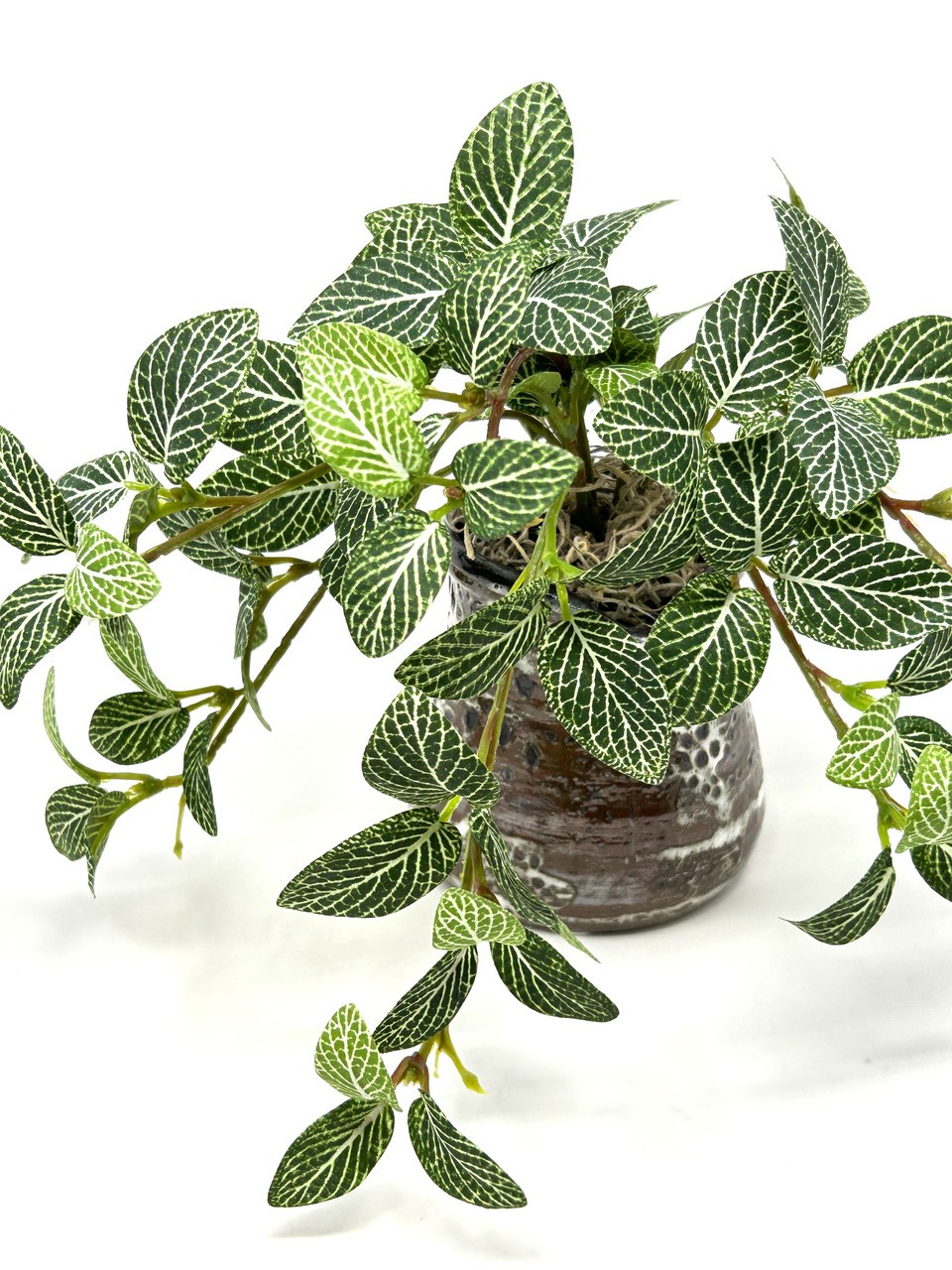 8″ Small Artificial GREEN FITTONIA NERVE faux Silk plant potted in brown Ceramic