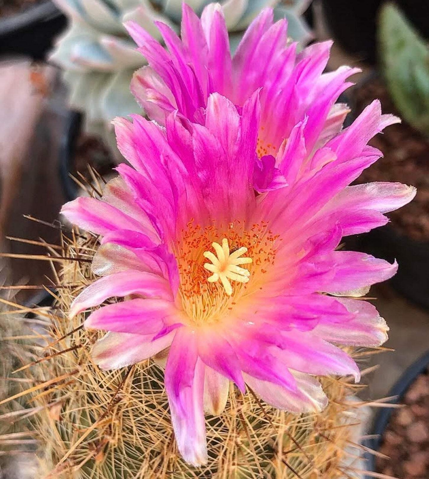 Thelocactus hastifer SEEDS – Rare Cactus SEEDS