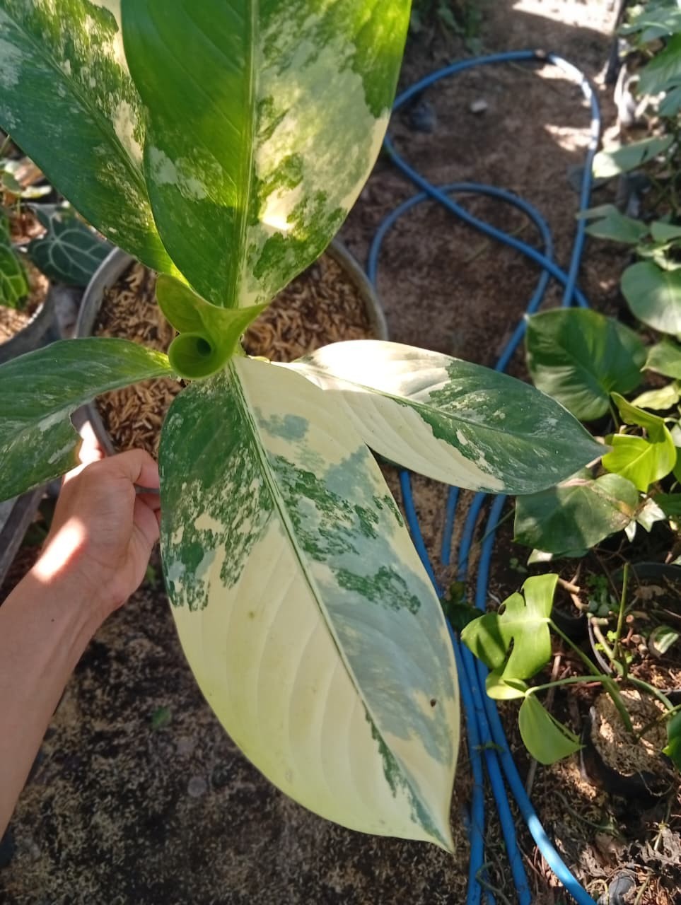 Real Picture Dieffenbachia Big Ben Variegated Medium Size