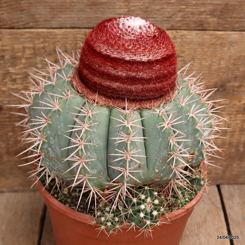 M100 MELOCACTUS CONCINNUS VERY OLD pot17-H19-W21 cm MaMa Cactus