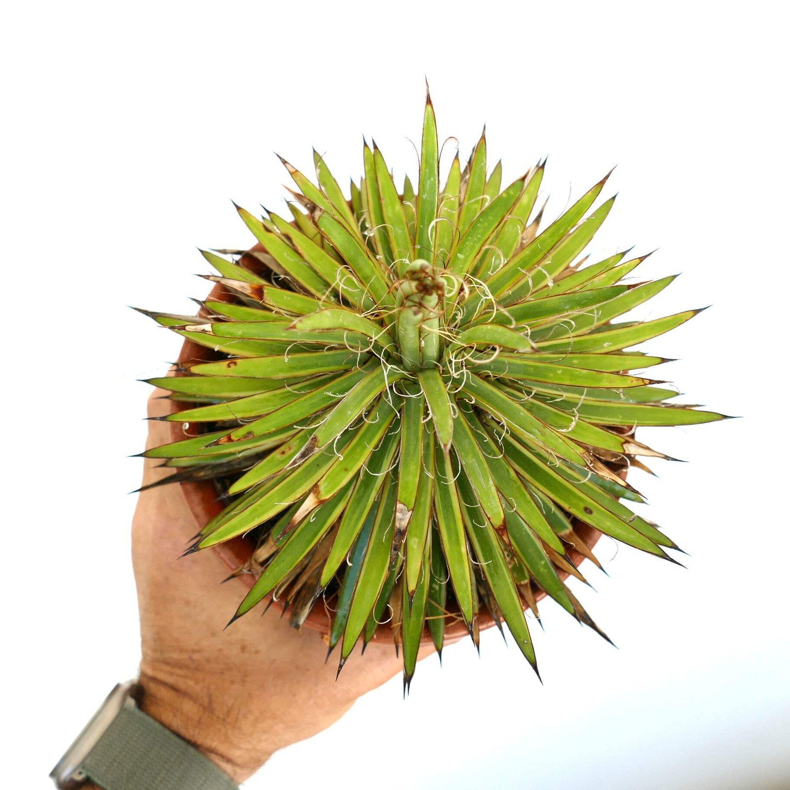 Agave filifera form stricta COMPACT VARIEGATED – Thread agave | Hardy century pl