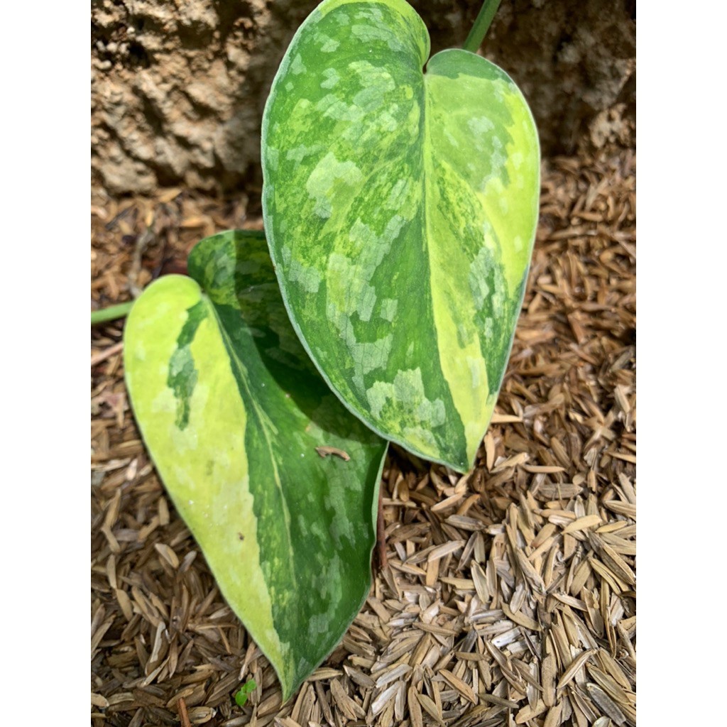 Scindapsus Andalas, Rare Variegated, Real Picture, Aroid Houseplant