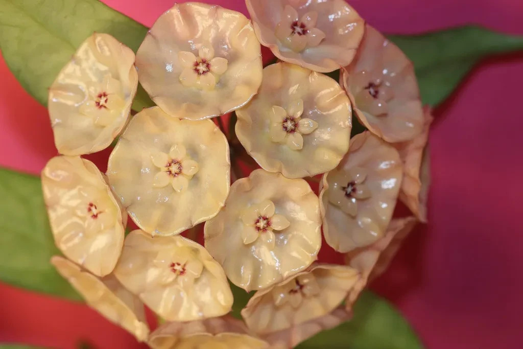Real Pict Hoya Danumensis ssp. Amarii Rare Plant