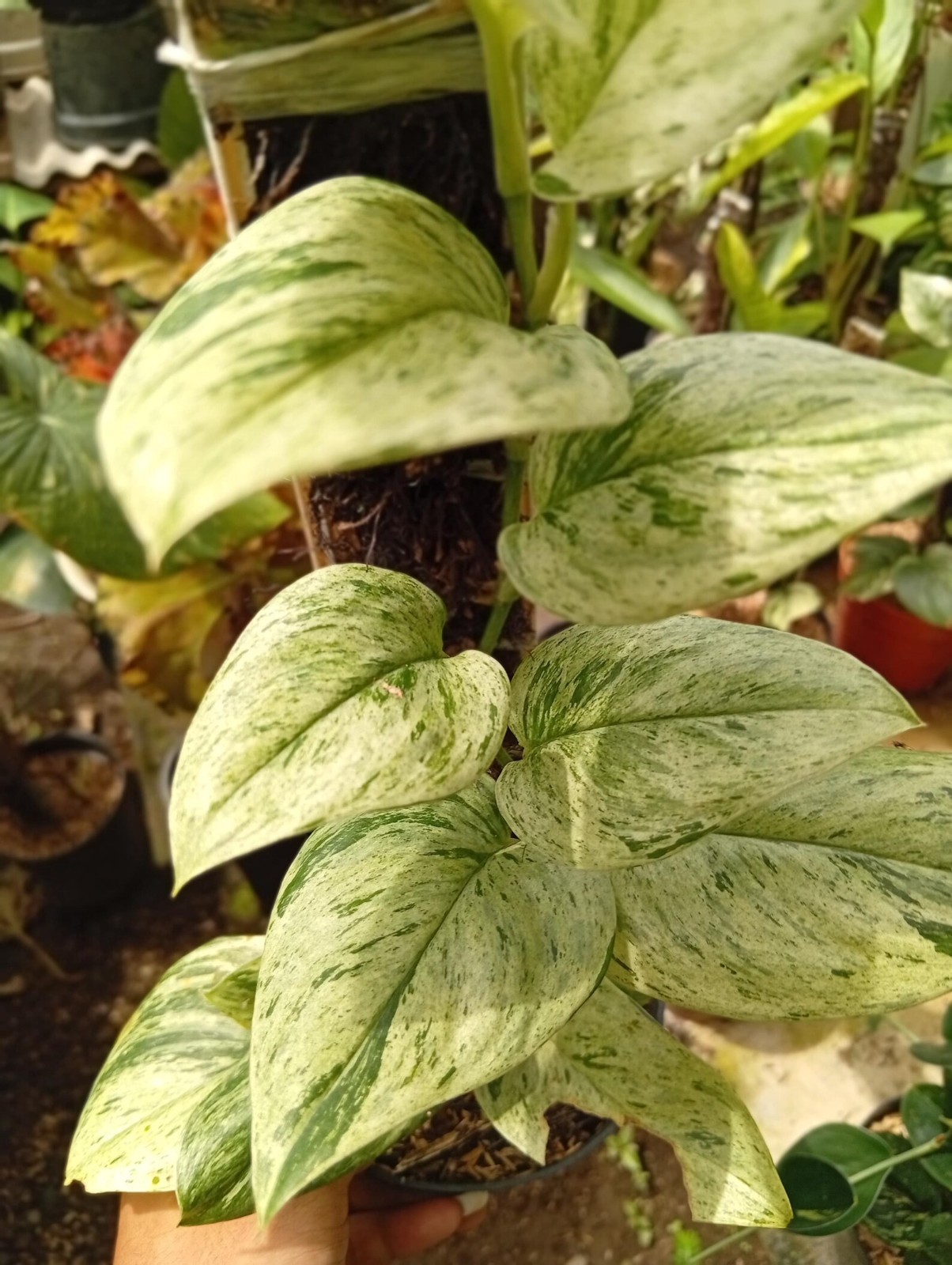 Real Picture Scindapsus White Marble Queenn Variegated Rare Plant