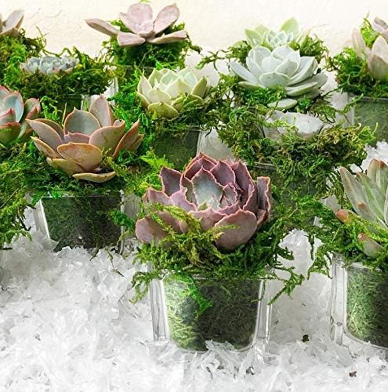Artificial Moss Fake Green Grass for Centerpieces Home Kitchen Garden Decor (8OZ