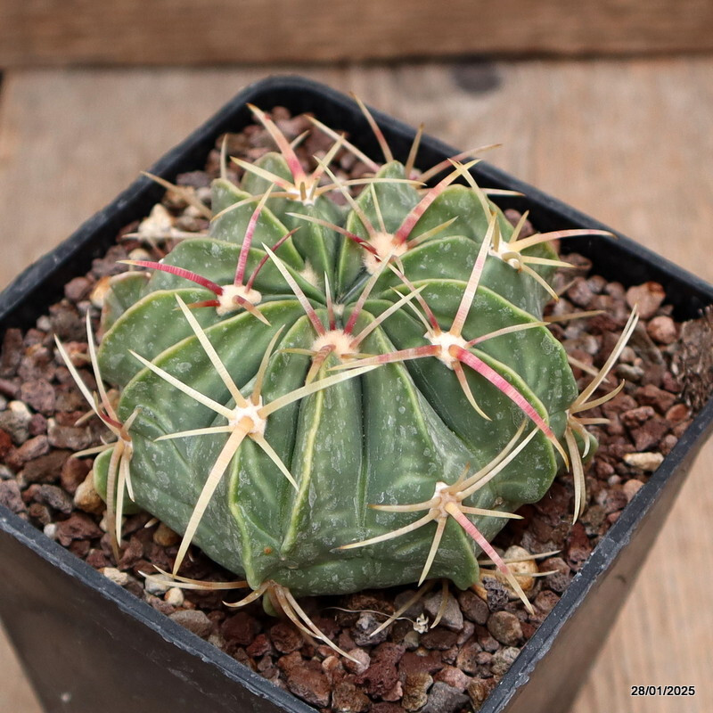 A1802 FEROCACTUS MACRODISCUS pot10-H6-W8 cm MaMa Cactus