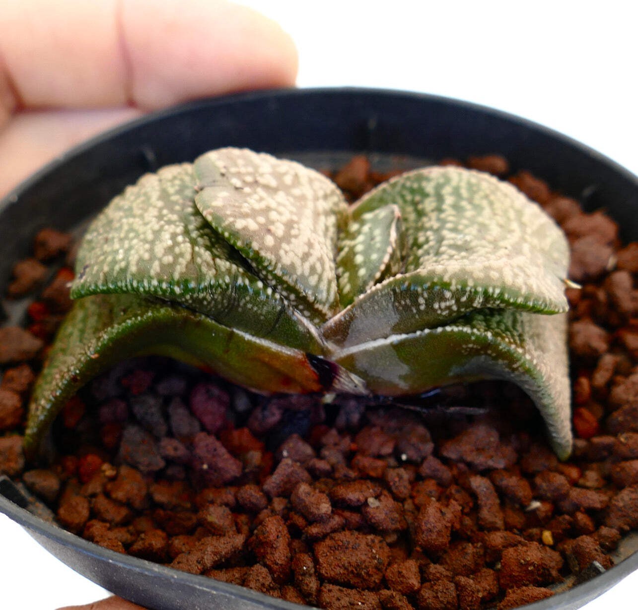 Gasteria armstrongi cv. ‘Diamond KIng’ – Armstrong’s gasteria | Armstrong gaster