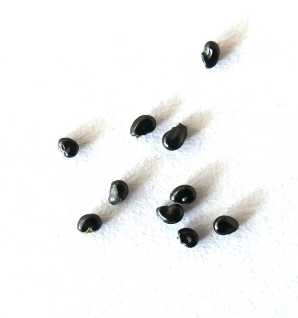 Copiapoa cinerea SEEDS – Ashen Copiapoa | Silver Copiapoa