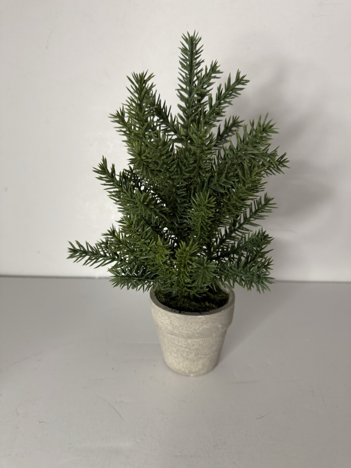 Pine Potted Plant 6in Tall In Small Terracotta Pot