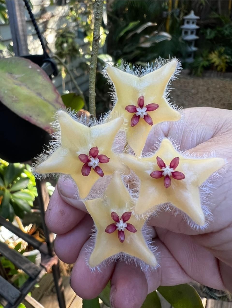 Hoya Sangguensis Rare Plant