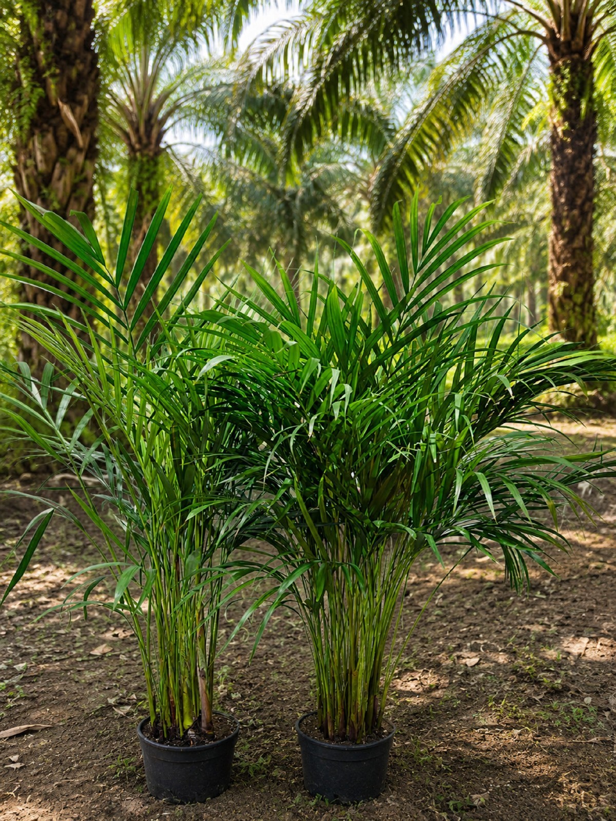 Dypsis Lutescens Areca Palm Butterfly Palm Indoor Houseplant Tropic