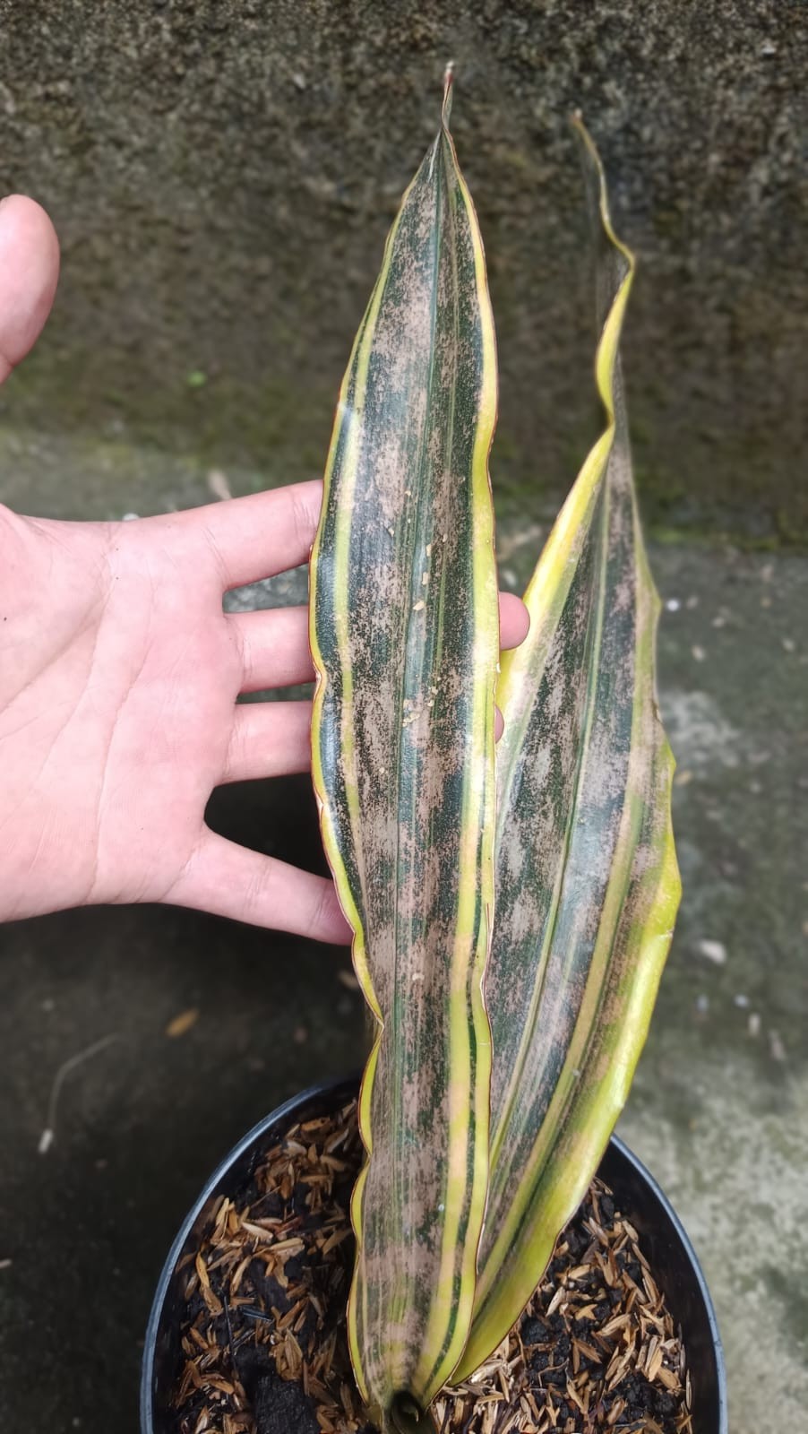 Real Picture Sansevieria Kirkii Brown Yellow Marginata Variegated Big Size