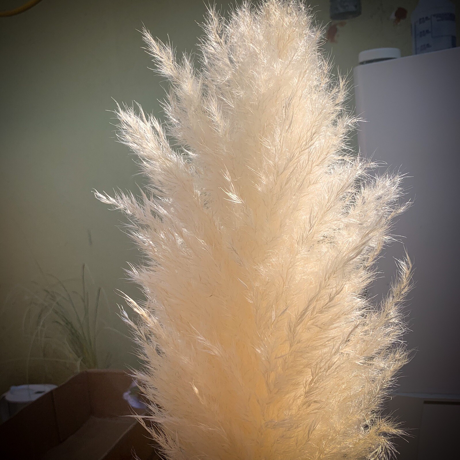 Dried flowers- Box of 12 (36”) natural white beige pampas grass