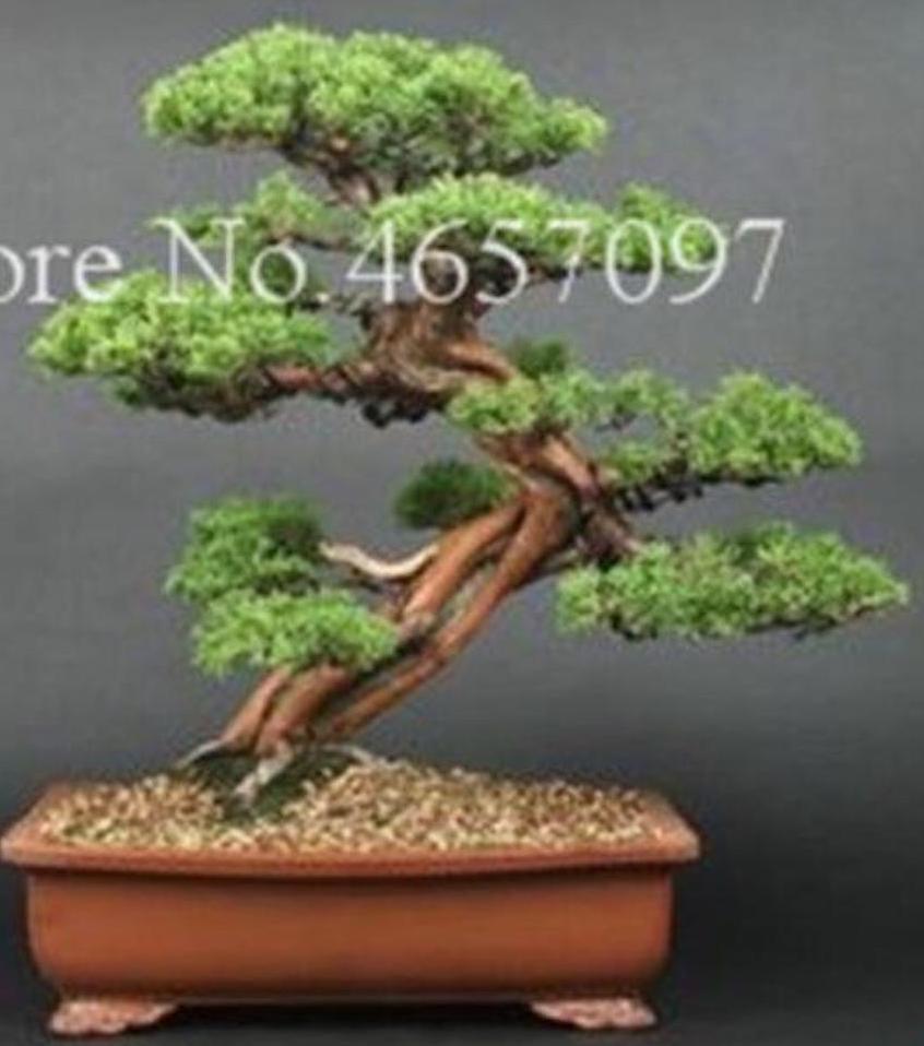 (10) BONSAI PINE TREE SEEDS rare exotic home garden mini dwarf USA SELLER TRACK