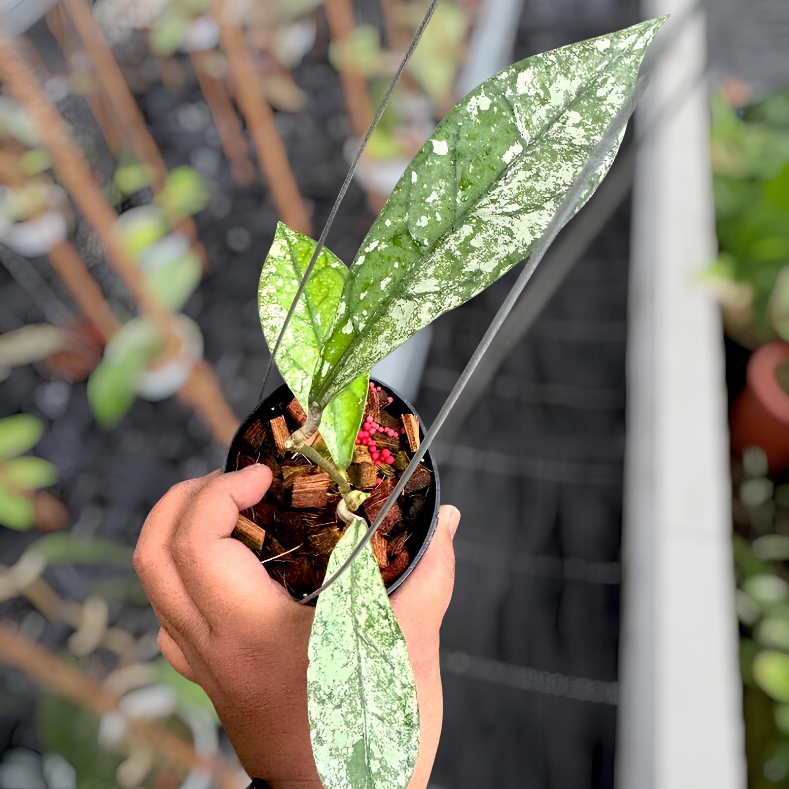 Hoya Clemensiorum Silver Jungle Plant
