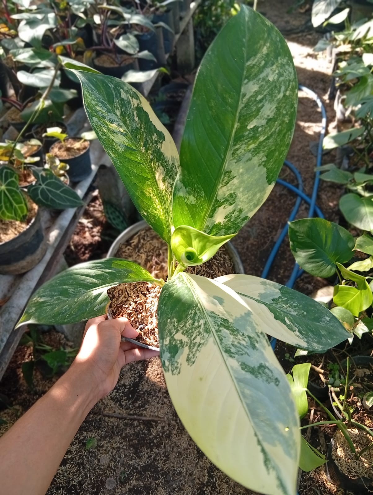 Real Picture Dieffenbachia Big Ben Variegated Medium Size