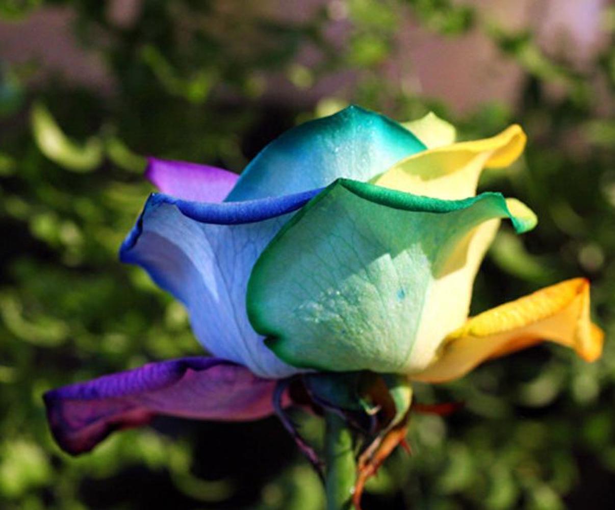 10 RARE RAINBOW ROSE SEEDS perennial hybrid tea flower garden USA SELLER W/TRACK