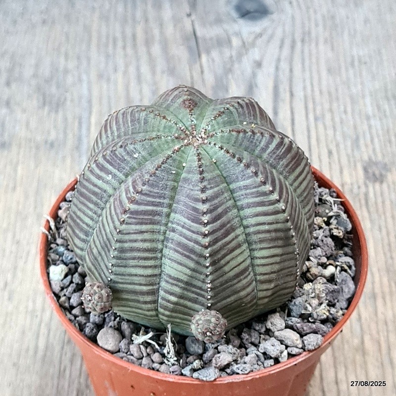 D6209 EUPHORBIA OBESA PROLIFERA pot8-H6-W7 cm MaMa Cactus