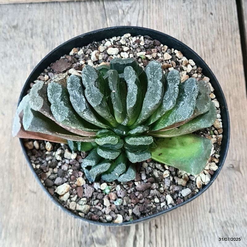 D5614 HAWORTHIA TRUNCATA pot14-H8-W13 cm MaMa Cactus