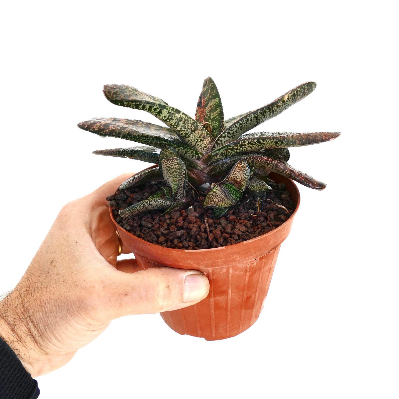 Gasteria batesiana CLUSTER SLIGHTLY VARIEGATED – Bates’ gasteria | Ox tongue