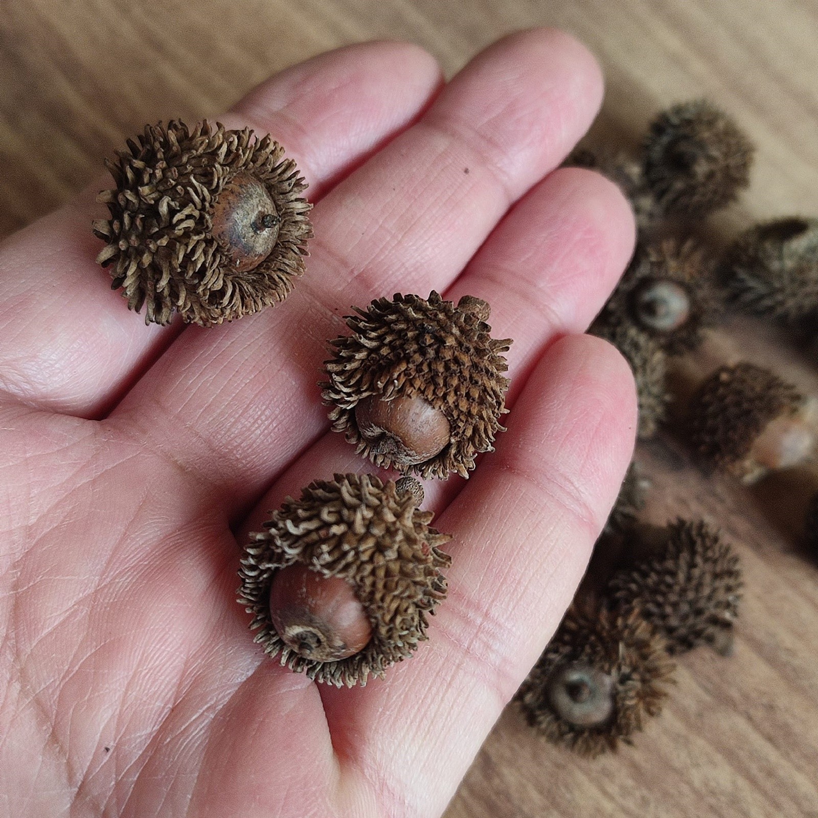 50 Pcs Real Dried Overcup Oak Acorns | Natural Cleaned and Baked Acorns