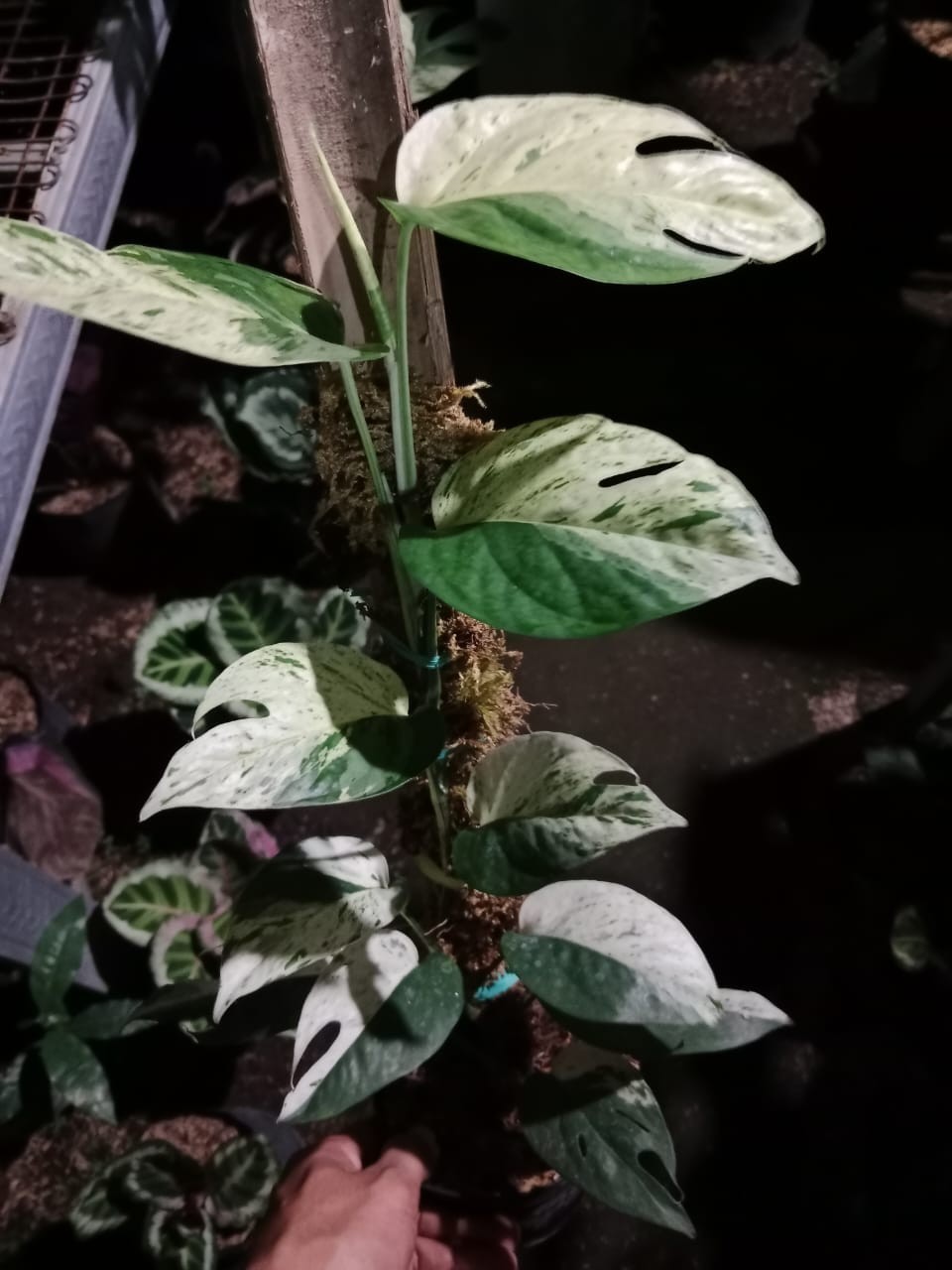 Epipremnum Pinnatum Marble Variegata Rare Variegated Aroid Plant