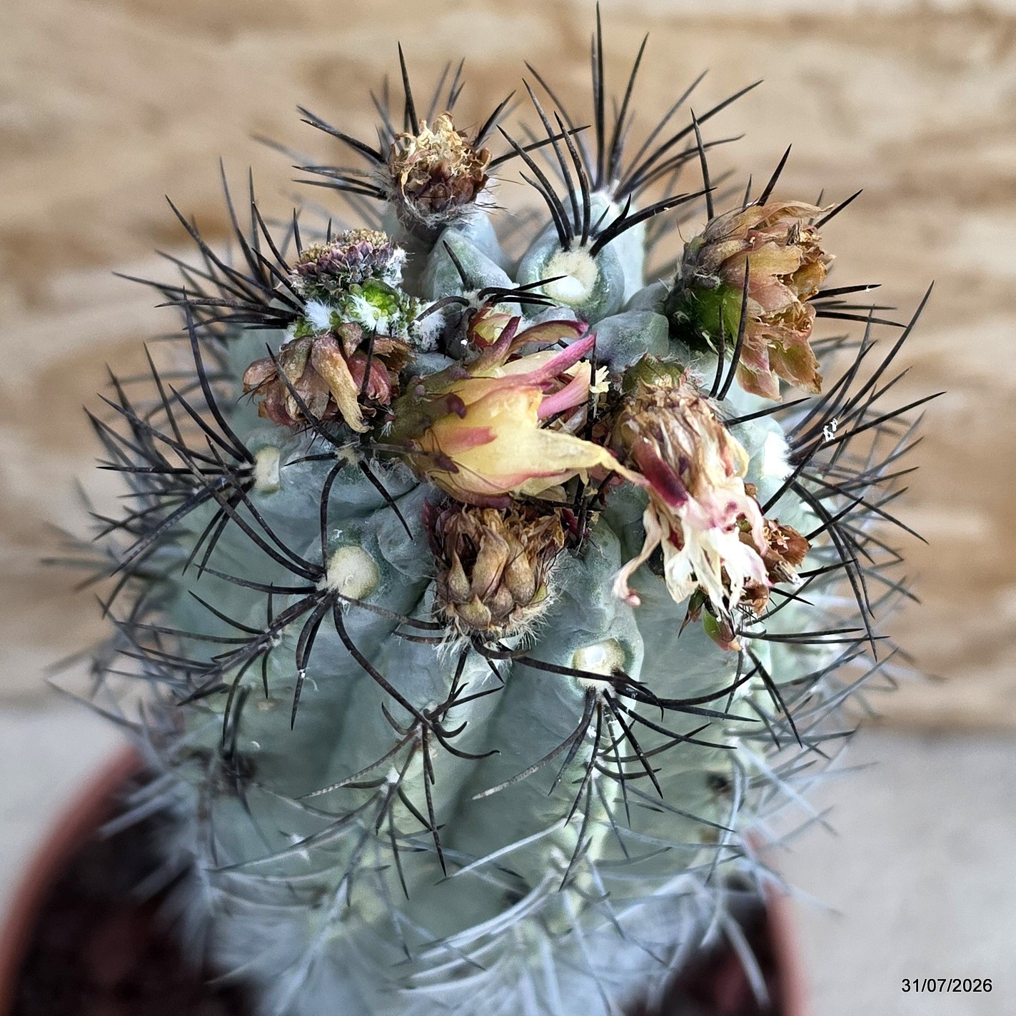 D5330 NEOPORTERIA PAUCICOSTATA pot22-H36-W10 cm MaMa Cactus