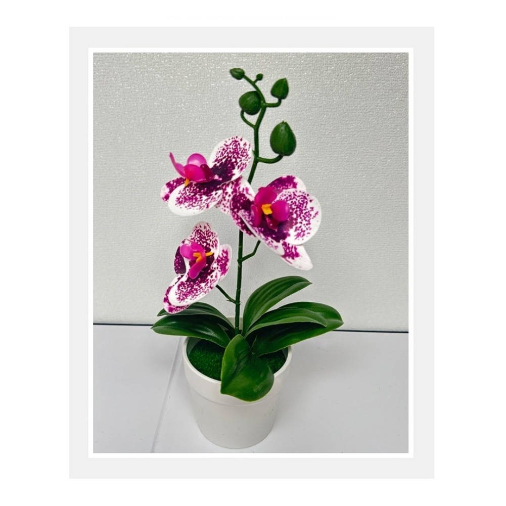 Modern Minimalist Phalaenopsis Orchid Bonsai Potted Plant for Tabletop Use