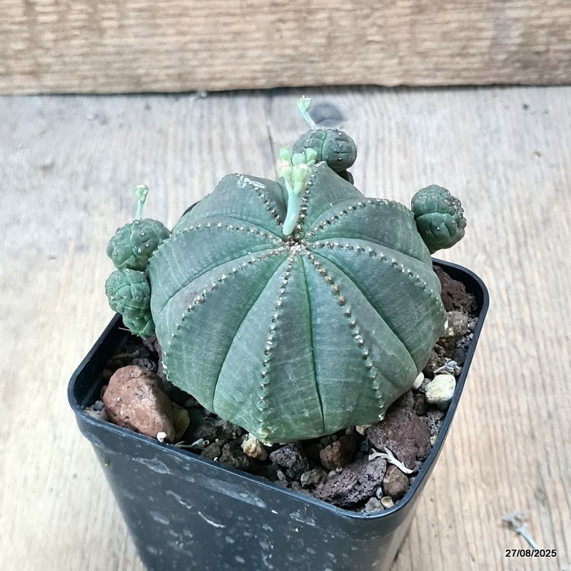 D6199 EUPHORBIA OBESA PROLIFERA pot8-H8-W9 cm MaMa Cactus