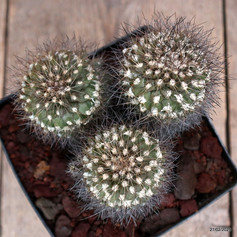 D3650 COPIAPOA PAPOSENSIS pot14-H11-W12 cm MaMa Cactus