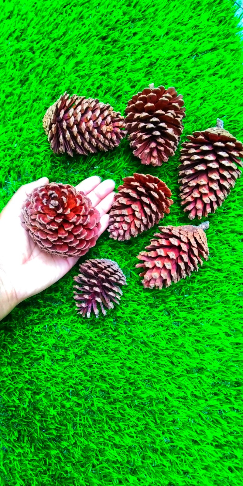 10 Pcs pine cones natural 100% dried flowers wedding decors christmas garland