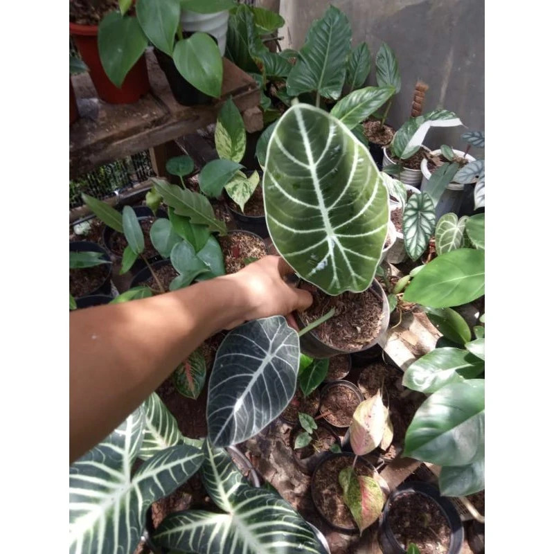 Alocasia Black Velvet Rare Unique Live Tropical Plant PL104
