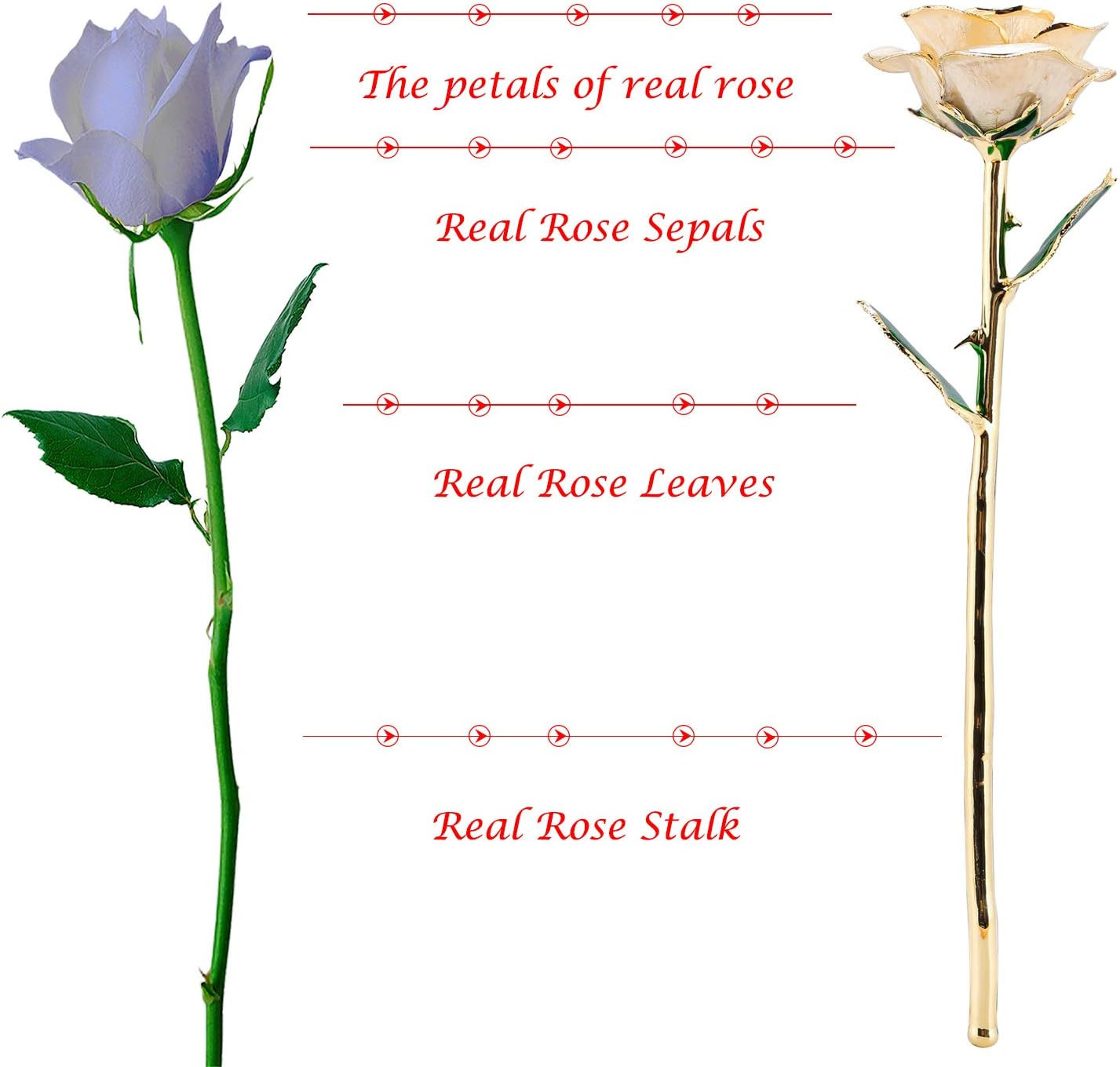 24K Gold Dipped Rose, Gold Dipped Rose Made from Real Rose Best Gifts for Her an