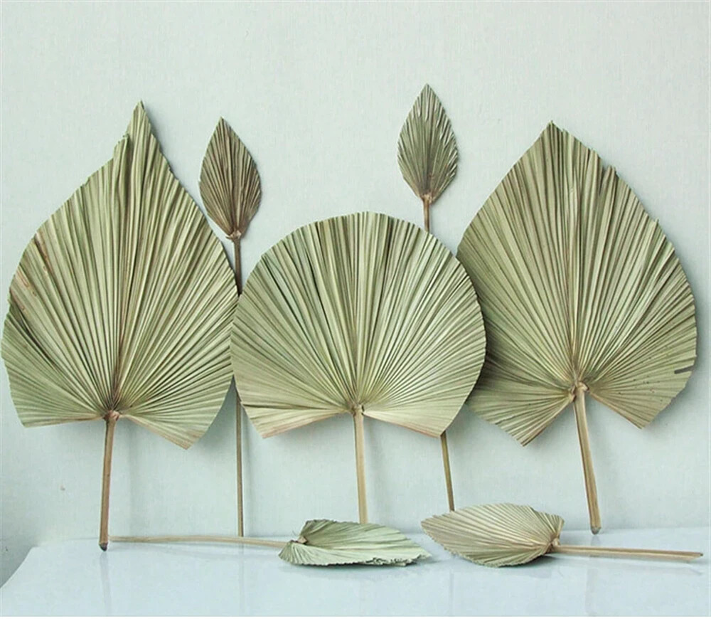 Dried Natural Plant Palm leaves