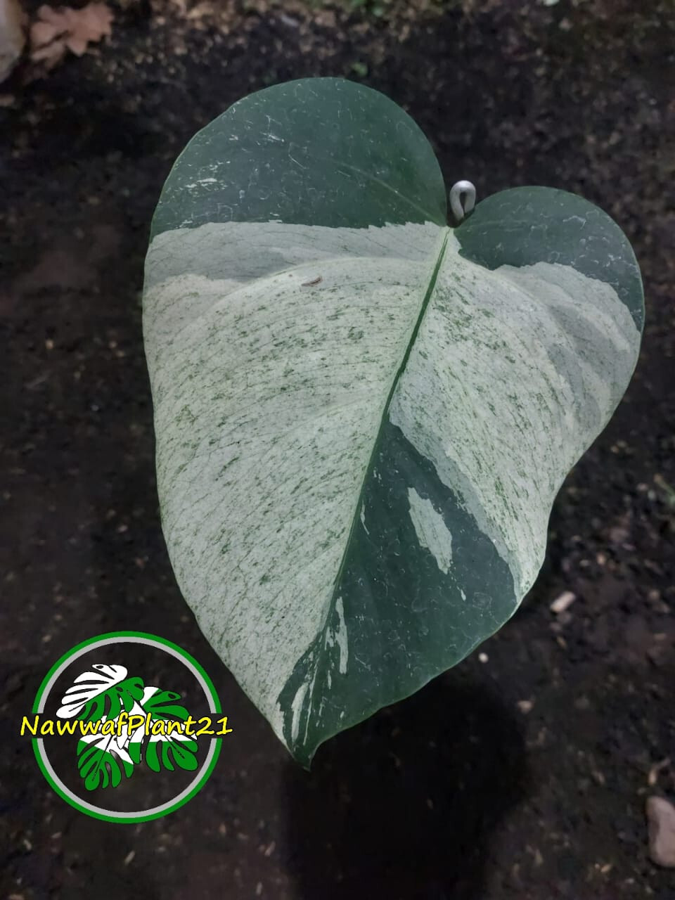 Monstera Jungle Mint Variegated One Leaf Real Picture