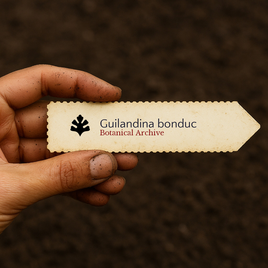 Guilandina bonduc | Nicker Bean | Bonduc Nut | 10 SEEDS – Nicker bean | Bonduc n