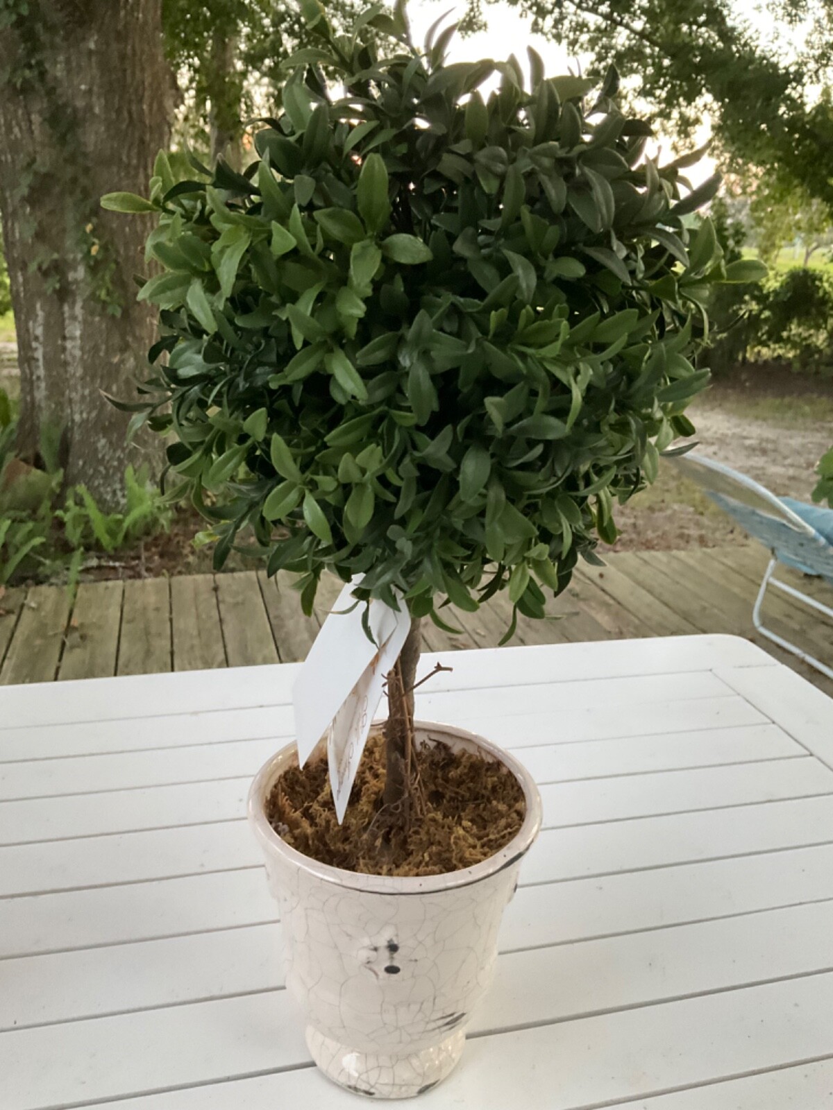 2 Artificial Plant Boxwood Topiary Tree Ball Shaped Distressed Ceramic Pot