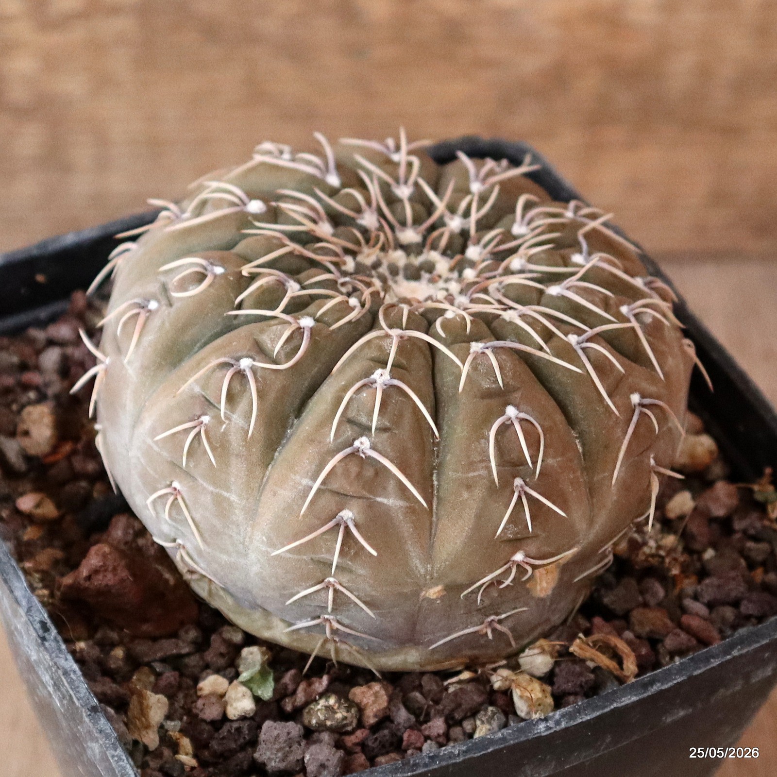 D5686 GYMNOCALYCIUM STELLATUM pot10-H5,5-W8,5 cm MaMa Cactus