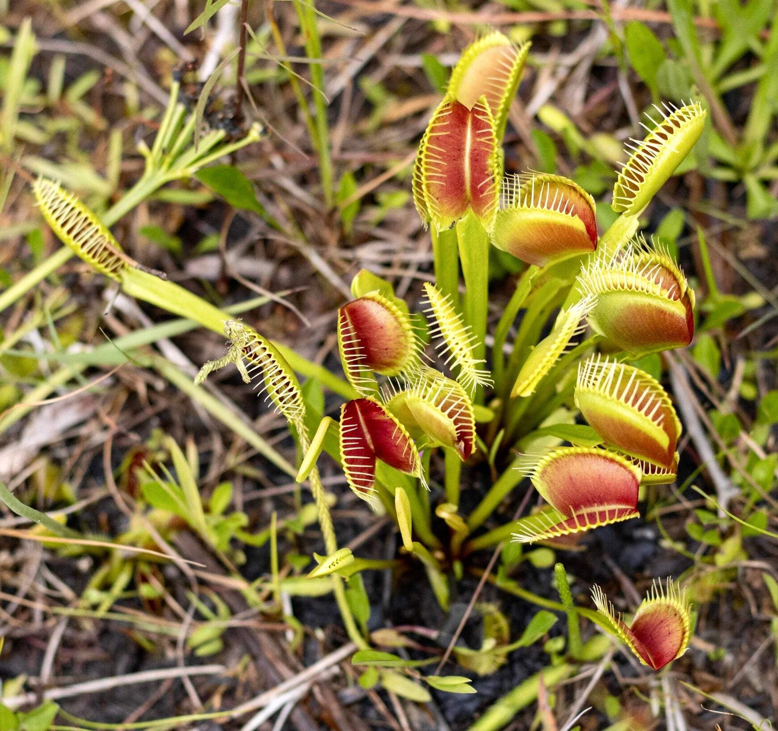Dionaea muscipula 5-10cm –