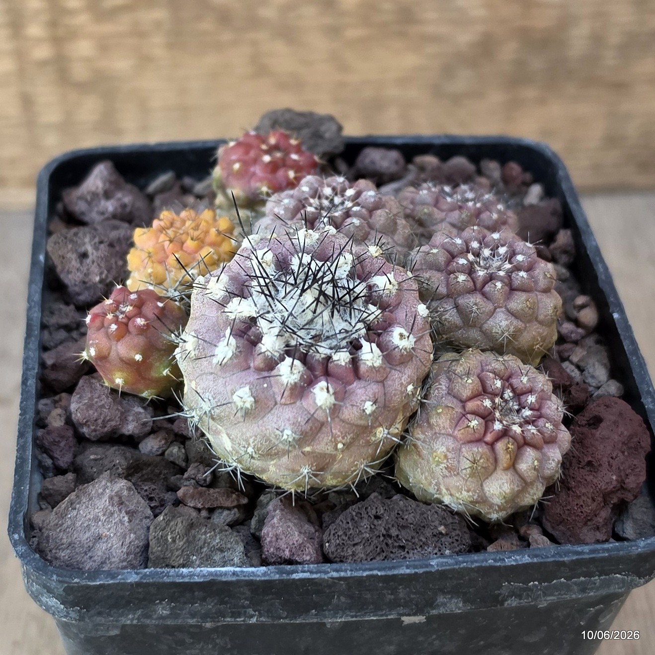 D3508 COPIAPOA CONTINUA pot10-H5-W9 cm MaMa Cactus
