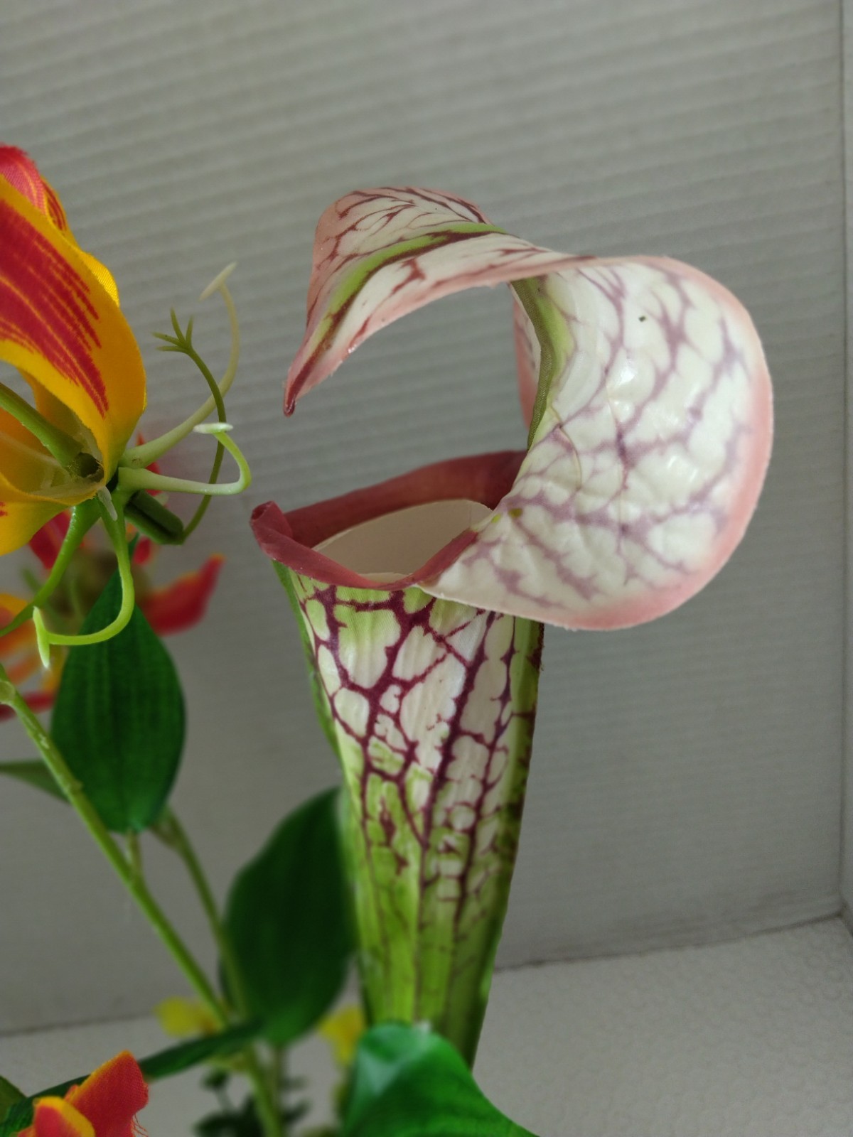 Pitcher plant table Decoration